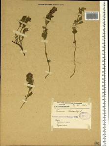 Teucrium chamaedrys L., Crimea (KRYM) (Russia)