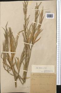Salix caspica Pall., Middle Asia, Caspian Ustyurt & Northern Aralia (M8) (Kazakhstan)