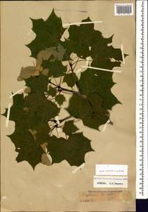 Acer cappadocicum subsp. cappadocicum, Caucasus, Armenia (K5) (Armenia)