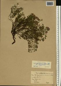 Thymus punctulosus Klokov, Eastern Europe, Eastern region (E10) (Russia)