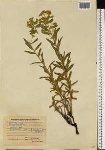 Euphorbia stepposa Zoz ex Prokh., Eastern Europe, North Ukrainian region (E11) (Ukraine)