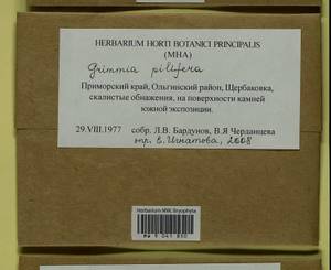 Grimmia pilifera P. Beauv., Bryophytes, Bryophytes - Russian Far East (excl. Chukotka & Kamchatka) (B20) (Russia)