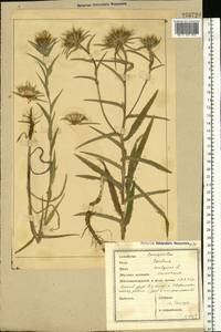 Carlina vulgaris L., Eastern Europe, South Ukrainian region (E12) (Ukraine)