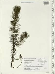 Myriophyllum verticillatum L., Eastern Europe, Central region (E4) (Russia)