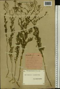 Descurainia sophia (L.) Webb ex Prantl, Eastern Europe, South Ukrainian region (E12) (Ukraine)