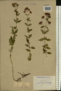 Origanum vulgare L., Eastern Europe, Northern region (E1) (Russia)