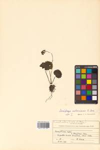 Micranthes nelsoniana subsp. aestivalis (Fisch. & C. A. Mey.) Elven & D. F. Murray, Siberia, Russian Far East (S6) (Russia)