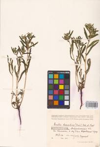 MHA 0 153 630, Arnebia decumbens (Vent.) Coss. & Kralik, Eastern Europe, Lower Volga region (E9) (Russia)