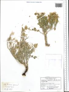 Christolea crassifolia Cambess., Middle Asia, Pamir & Pamiro-Alai (M2) (Tajikistan)