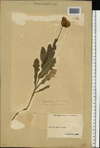 Papaver somniferum L., Eastern Europe, Volga-Kama region (E7) (Russia)