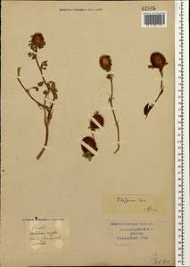 Trifolium diffusum Ehrh., Caucasus, Krasnodar Krai & Adygea (K1a) (Russia)
