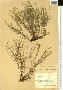 Dianthus uralensis Korsh., Eastern Europe, Eastern region (E10) (Russia)