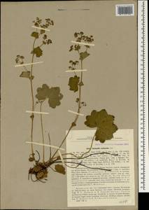 Alchemilla tytthantha Juz., Crimea (KRYM) (Russia)