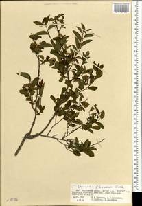 Spiraea flexuosa Fisch. ex Cambess., Mongolia (MONG) (Mongolia)