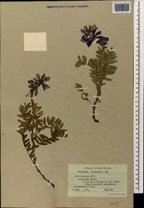 Hedysarum caucasicum M.Bieb., Caucasus, Dagestan (K2) (Russia)