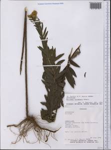 Sphagneticola calendulacea (L.) Pruski, America (AMER) (Paraguay)
