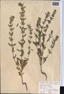 Lallemantia royleana (Benth.) Benth., Middle Asia, Pamir & Pamiro-Alai (M2) (Tajikistan)