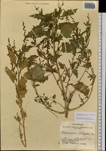 Oxybasis rubra (L.) S. Fuentes, Uotila & Borsch, Siberia, Altai & Sayany Mountains (S2) (Russia)