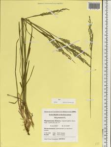 Poa pratensis L., Eastern Europe, Northern region (E1) (Russia)
