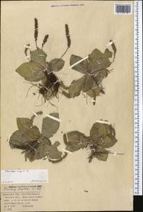 Plantago major L., Middle Asia, Muyunkumy, Balkhash & Betpak-Dala (M9) (Kazakhstan)