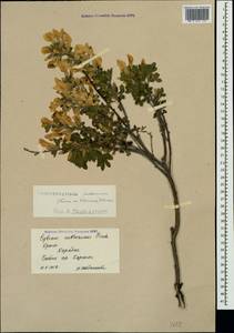 Chamaecytisus ruthenicus (Fisch. ex Woł.) Klásk., Crimea (KRYM) (Russia)