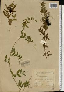 Vicia sepium L., Eastern Europe, Central forest-and-steppe region (E6) (Russia)