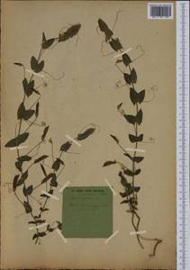 Lathyrus aphaca L., Western Europe (EUR) (France)