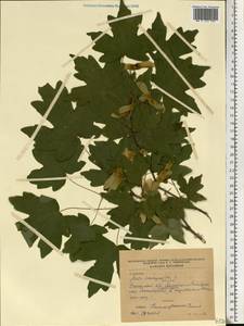 Acer campestre L., Eastern Europe, South Ukrainian region (E12) (Ukraine)