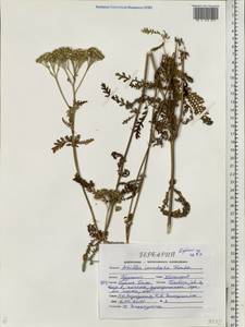 Achillea inundata Kondr., Eastern Europe, Central forest-and-steppe region (E6) (Russia)