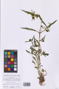 Bidens cernua L., Eastern Europe, Moscow region (E4a) (Russia)