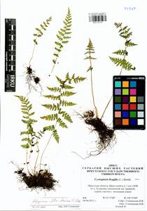 Athyrium filix-femina (L.) Roth, Siberia, Baikal & Transbaikal region (S4) (Russia)