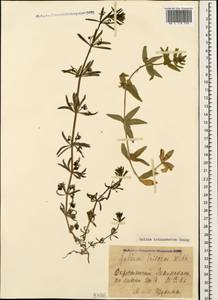 Galium tricornutum Dandy, Caucasus, Armenia (K5) (Armenia)