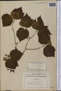 Viburnum acerifolium L., America (AMER) (United States)