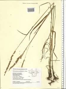 Beckmannia eruciformis (L.) Host, Eastern Europe, Central region (E4) (Russia)