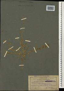 Halimocnemis rarifolia (K.Koch) Akhani, Caucasus, Azerbaijan (K6) (Azerbaijan)