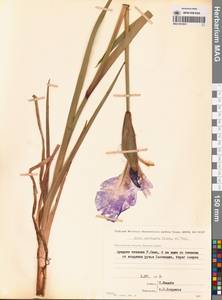Iris laevigata Fisch., Siberia, Chukotka & Kamchatka (S7) (Russia)