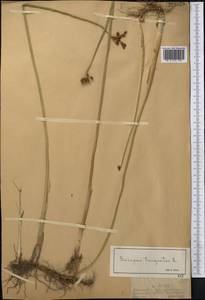 Schoenoplectus triqueter (L.) Palla, Middle Asia, Dzungarian Alatau & Tarbagatai (M5) (Kazakhstan)