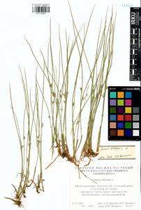 Juncus filiformis L., Siberia, Baikal & Transbaikal region (S4) (Russia)