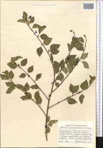 Betula tianschanica Rupr., Middle Asia, Northern & Central Tian Shan (M4) (Kyrgyzstan)