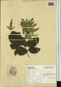Carpinus betulus L., Western Europe (EUR) (Germany)