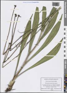 Pseudopodospermum tauricum (M. Bieb.) Vasjukov & Saksonov, Eastern Europe, Central forest-and-steppe region (E6) (Russia)