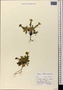 Gentiana verna subsp. oschtenica (Kuzn.) J. J. Halda, Caucasus, Krasnodar Krai & Adygea (K1a) (Russia)