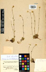 Draba baicalensis Tolm., Siberia, Baikal & Transbaikal region (S4) (Russia)