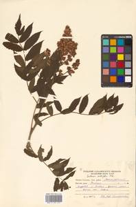 Sorbaria sorbifolia (L.) A. Braun, Siberia, Russian Far East (S6) (Russia)