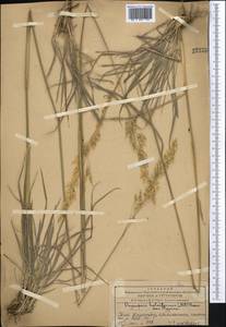 Piptatherum holciforme (M.Bieb.) Roem. & Schult., Middle Asia, Western Tian Shan & Karatau (M3) (Kazakhstan)