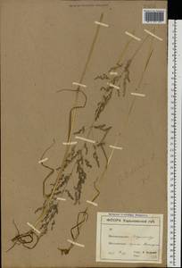 Poa trivialis L., Eastern Europe, North Ukrainian region (E11) (Ukraine)