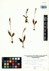 Herminium monorchis (L.) R.Br., Siberia, Baikal & Transbaikal region (S4) (Russia)