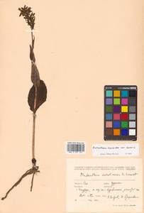 Platanthera tipuloides (L.f.) Lindl., Siberia, Russian Far East (S6) (Russia)