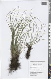 Carex caryophyllea Latourr., Eastern Europe, Central region (E4) (Russia)