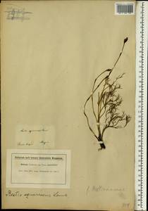 Restio capensis (L.) H.P.Linder & C.R.Hardy, Africa (AFR) (South Africa)